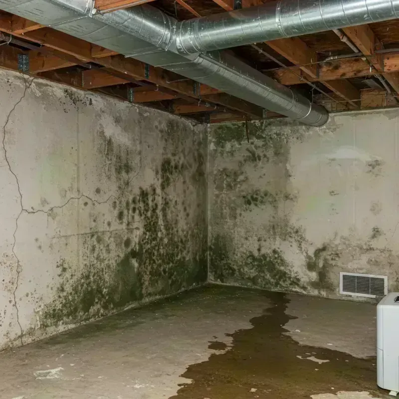 Professional Mold Removal in Liberty County, TX